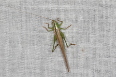 Conocephalus upoluensis