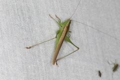 Conocephalus upoluensis