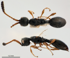 Spilomicrus punctatus