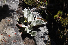 Hermas lanata