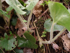 Asarum europaeum