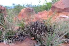 Euphorbia aeruginosa