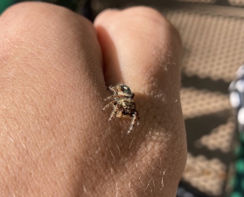 Bold Jumping Spider photographed in Colorado