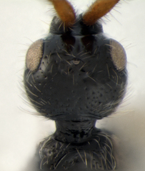 Spilomicrus punctatus