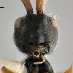 Spilomicrus punctatus