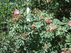 Rosa glauca