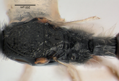 Spilomicrus punctatus