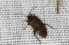 Neolethaeus