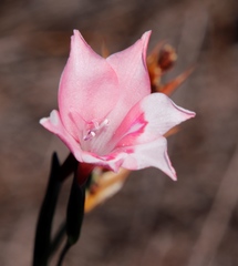 Gladiolus pappei