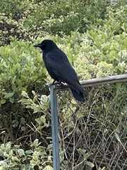 Corvus corone