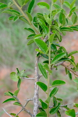 Ximenia caffra caffra
