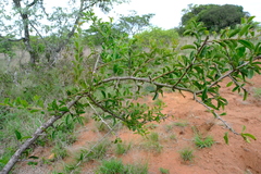 Ximenia caffra caffra