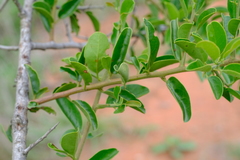 Ximenia caffra caffra
