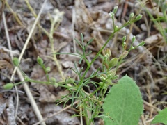 Spermolepis castellanosii