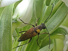 Anastrangalia sanguinea