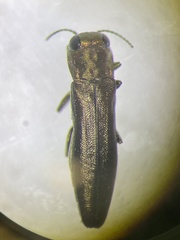 Agrilus cephalicus