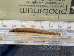 Percina nigrofasciata