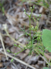 Spermolepis castellanosii