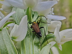 Anastrangalia sanguinea