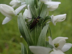 Anastrangalia sanguinea