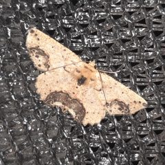 Isochromodes granula