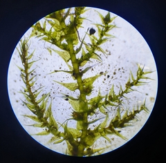 Hygroamblystegium humile