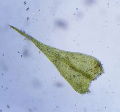 Hygroamblystegium humile
