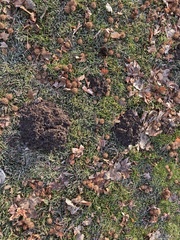 Thomomyini