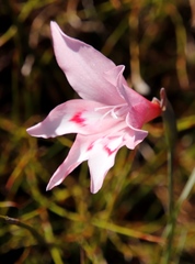 Gladiolus pappei