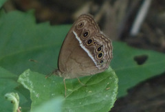 Mycalesis horsfieldi