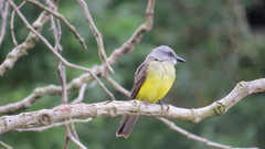 Tyrannus melancholicus