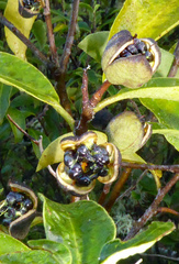 Pittosporum colensoi