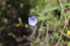 Jacquemontia evolvuloides