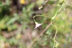 Jacquemontia evolvuloides