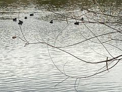 Tachybaptus dominicus