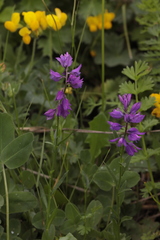 Polygala caucasica