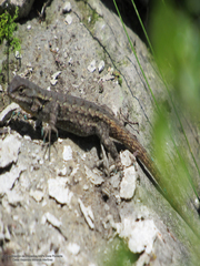 Sceloporus anahuacus