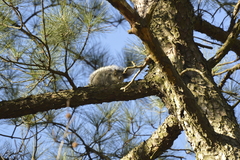 Sciurus niger cinereus