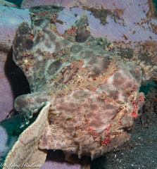 Antennarius maculatus