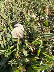 Leucoinocybe lenta