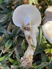Leucoinocybe lenta