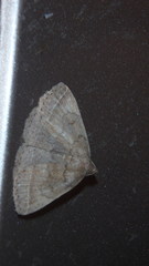 Zanclognatha laevigata