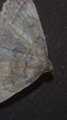 Zanclognatha laevigata