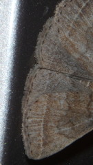 Zanclognatha laevigata