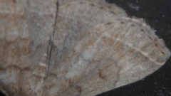 Zanclognatha laevigata