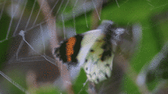 Eroessa chiliensis