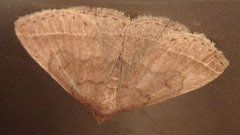 Zanclognatha laevigata