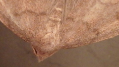 Zanclognatha laevigata