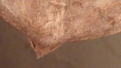 Zanclognatha laevigata