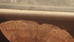 Zanclognatha laevigata